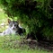 猫だって暑いのです！