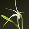 Diplocaulobium fariniferum