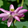 Hasu no hana (flor de lotus)