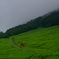 雨季の緑