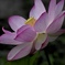 美しく咲く花