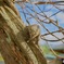 公園のリスin鎌倉