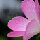 芙蓉