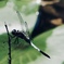 「煌めきと囀りのあいだに•*¨*•.¸¸♬︎」