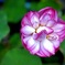 蓮の花