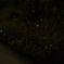 川辺の星