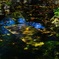 水面に浮かぶ葉