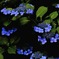 額紫陽花