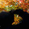 紅葉 2023/11