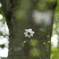 好きな花　レンゲショウマ