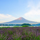 富士山とラベンダー