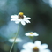 「Zinnia」