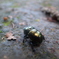 gleaming beetle