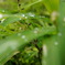 水玉　on the grass