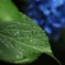 しっとりと･･･。〝紫陽花の葉〟