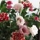 我が家の花１