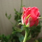 我が家の花３