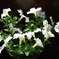 我が家の花６
