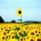 お出かけ(167)-1（向日葵@益子町ひまわり祭り）