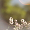 DSCF1664