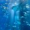 ひかりと水と魚たち