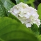 紫陽花　１