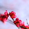 紅梅