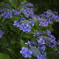星形の紫陽花