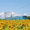 近江鉄道とひまわり畑 ＃2