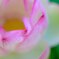 蓮の花