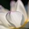 蓮の花②