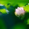 蓮の花③