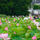 蓮の花