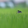 ツバメ