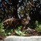 江ノ島のねこ