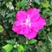 ムクゲの花