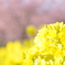 東大山の菜の花畑と河津桜並木