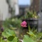 お花