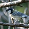 過去の野鳥写真
