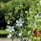 夏の花