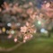 君想ふ