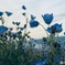 揺蕩う