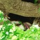 あっつい…