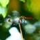P1130569：リスアカネ_R