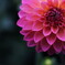 dahlia