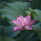 浄土の花