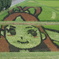 かがみいし田んぼアート「七夕ものがたり」Ⅱ