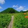 ゆうすげの道③