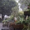 夏雨