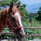 山のお馬さん